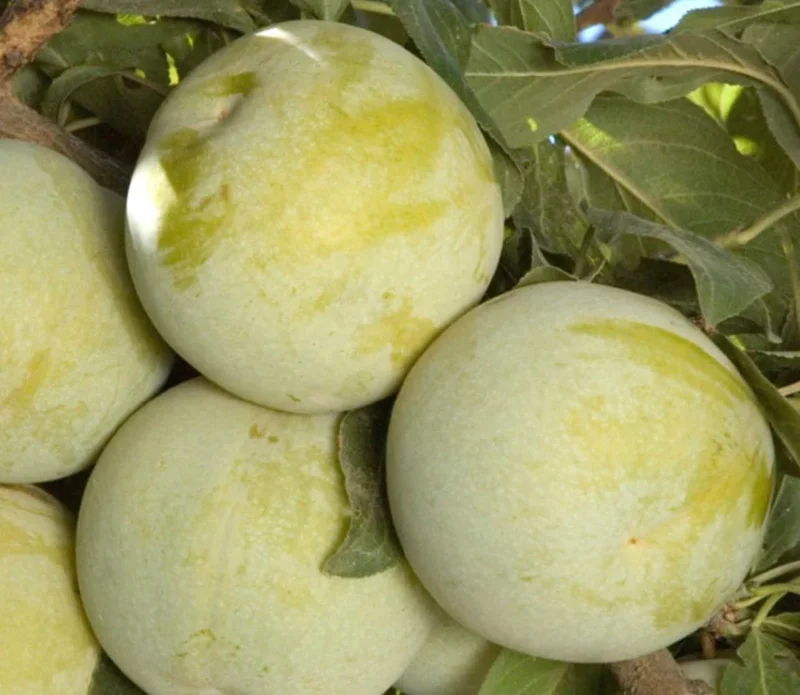 Flavor Queen Pluot Tree Live Plant – 2 Feet Tall – 3 Gallon Pot - Image 1