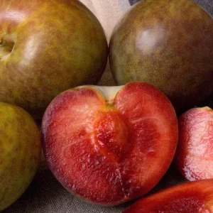 Flavor Supreme Pluot Tree – 4ft Tall – Live Fruit Plant – 3 Gallon Pot – Outdoor - Image 1