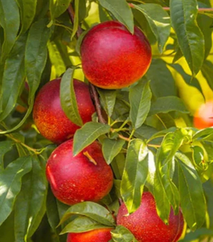 Flavortop Nectarine Tree – Live Plant – 3 Feet Tall – 3 Gallon Pot – Outdoor Fruit - Image 1