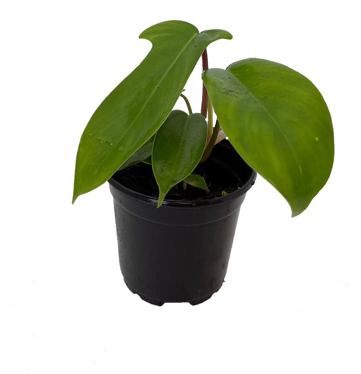 Florida Green Philodendron Live Plant – 4 inch Pot – Indoor Vining Plant - Image 1