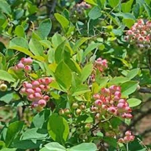 Florida Rose Rabbiteye Blueberry Live Plant - Highbush Fruit Bush - Perennial - Image 4