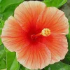 Florida Sunset Hibiscus Live Plant – 1ft Tall in 1 Gallon Pot – Outdoor - Image 1