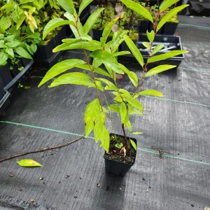 Flowering Almond Live Plant - Pink Blooms, 6" Height, 4" Container - Image 2