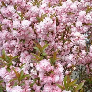 Flowering Almond Live Plant - Pink Blooms, 6" Height, 4" Container - Image 1