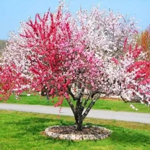 Flowering Peach Tree Live Plant – 5 Gallon, 3-4 Feet Tall – Outdoor - Image 3