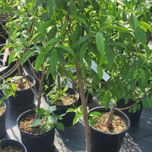 Flowering Peach Tree Live Plant – 5 Gallon, 3-4 Feet Tall – Outdoor - Image 5