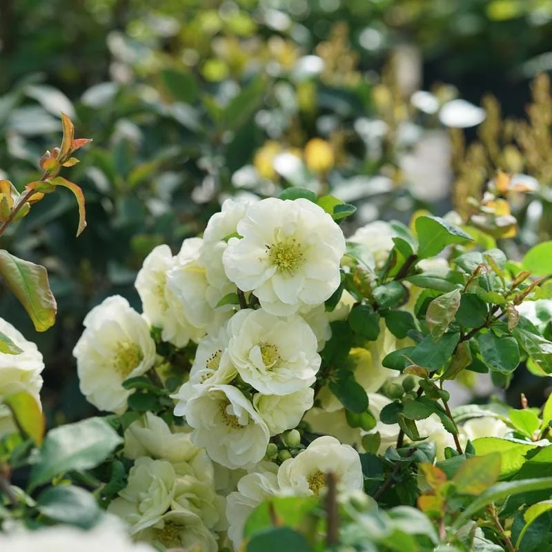 Flowering Quince Eternal White Live Plant – 4 inch Pot – Outdoor Shrub - Image 2