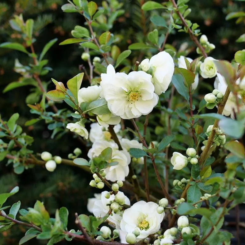 Flowering Quince Eternal White Live Plant – 4 inch Pot – Outdoor Shrub - Image 3