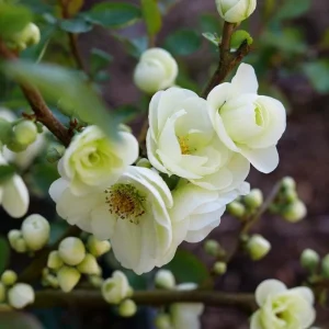 Flowering Quince Eternal White Live Plant – 4 inch Pot – Outdoor Shrub - Image 4
