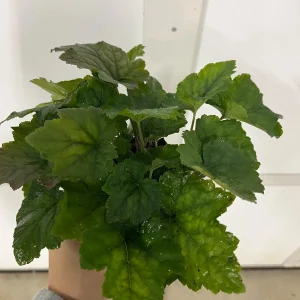 Foamflower Tiarella Cordifolia Live Plant - Heart-Leaved Foamflower 4 inch Pot - Outdoor Shade Perennial - Image 3