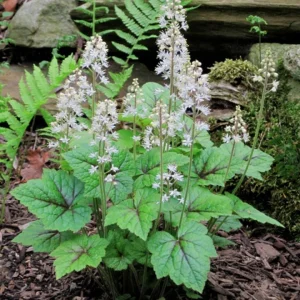 Foamflower Tiarella Cordifolia Live Plant - Heart-Leaved Foamflower 4 inch Pot - Outdoor Shade Perennial - Image 1