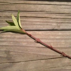 Forsythia Bush Unrooted Cuttings - Set of 12, 6-8 Inches Tall, Outdoor Shrubs - Image 2