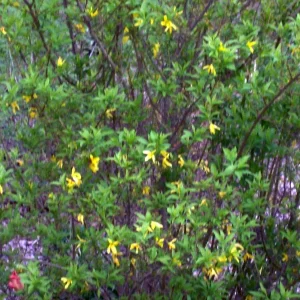 Forsythia Bush Unrooted Cuttings - Set of 12, 6-8 Inches Tall, Outdoor Shrubs - Image 1