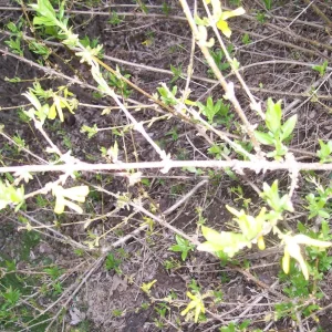 Forsythia Bush Unrooted Cuttings - Set of 12, 6-8 Inches Tall, Outdoor Shrubs - Image 8