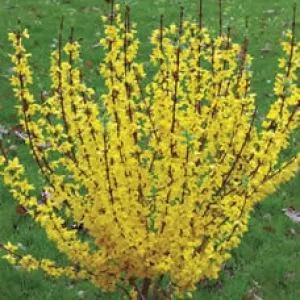 Forsythia Live Plant 4" Pot - Compact Show Off for Superior Blooms - Image 2