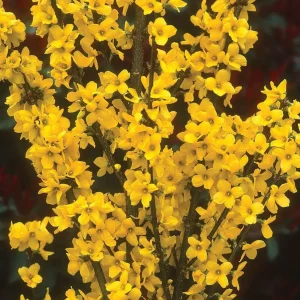Forsythia Live Plant 4" Pot - Compact Show Off for Superior Blooms - Image 1