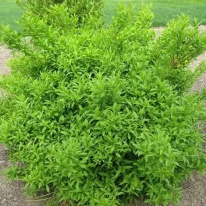 Forsythia Lynnwood Gold Live Plant – Deciduous Shrub, 3.5 in Pot, 10-18 in Height - Image 2