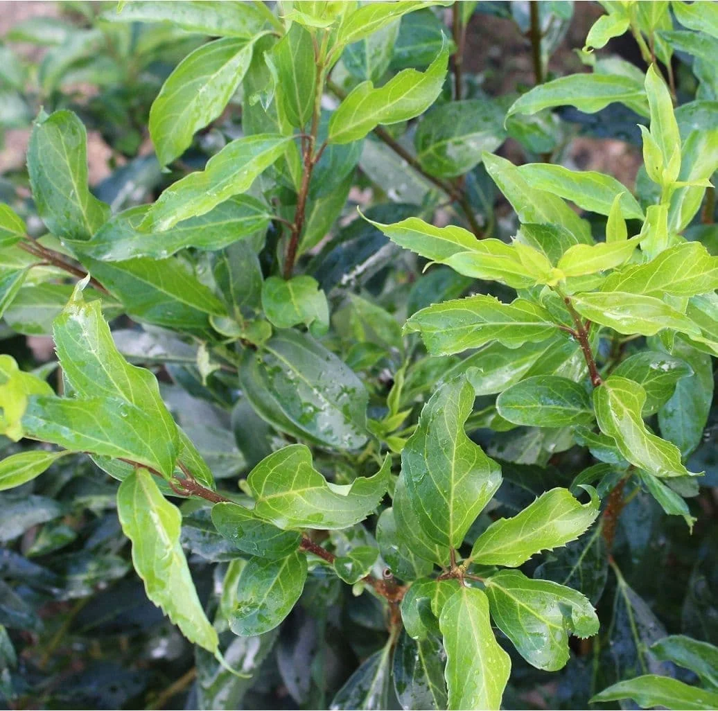 Forsythia Lynnwood Gold Live Plant – Deciduous Shrub, 3.5 in Pot, 10-18 in Height - Image 3