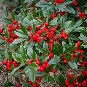 Foster Holly Live Evergreen Seedling - 6-12" Tall, Red Berries, Outdoor Tree - Image 2
