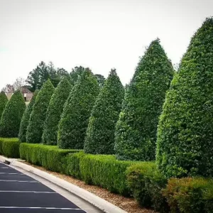 Foster Holly Live Evergreen Seedling - 6-12