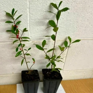 Foster Holly Live Evergreen Seedling - 6-12