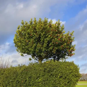 Foster Holly Live Evergreen Seedling - 6-12