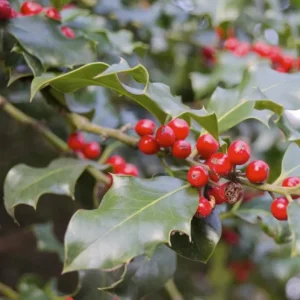 Foster Holly Live Evergreen Seedling - 6-12" Tall, Red Berries, Outdoor Tree - Image 1