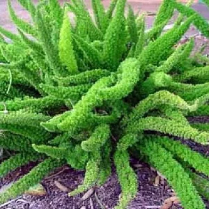 Foxtail Fern Live Plant - Asparagus meyerii - 4
