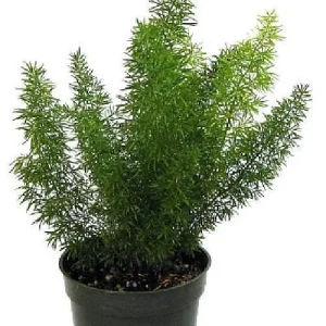 Foxtail Fern Live Plant - Asparagus meyerii - 4" Pot - Indoor/Outdoor - Image 1