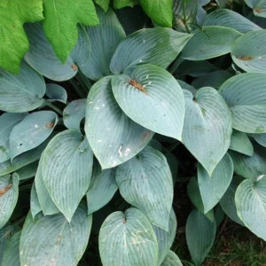 Fragrant Blue Hosta Bareroot Plant – Shade Perennial – USDA Zones 3-8 - Image 1