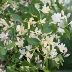 Fragrant Honeysuckle Bush Live Plant - Lonicera fragrantissima - 2.5" Pot - Outdoor - Image 2