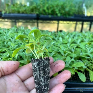 Fragrant Stock Flower Live Plant - Perennial Matthiola Starter Plugs - Image 7