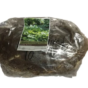 Francee Hosta Bareroot - Shade-Loving Perennial Plant, 18-24 in Tall - Image 3