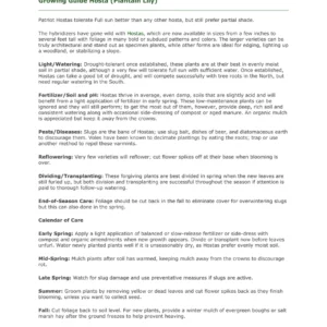 Francee Hosta Bareroot - Shade-Loving Perennial Plant, 18-24 in Tall - Image 4