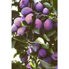 French Improved Prune Tree - Live Plant 2-3 ft Tall in 3 Gallon Pot - Outdoor Fruit Tree - Image 1
