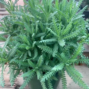 French Lavender Live Plant – Fragrant Purple Blooms – 4 Inch Pot – Outdoor - Image 3