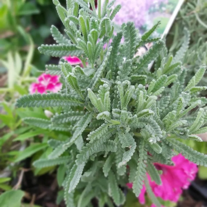 French Lavender Live Plant – Fragrant Purple Blooms – 4 Inch Pot – Outdoor - Image 4