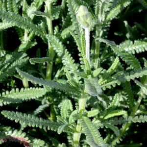 French Lavender Live Plant – Fragrant Purple Blooms – 4 Inch Pot – Outdoor - Image 5