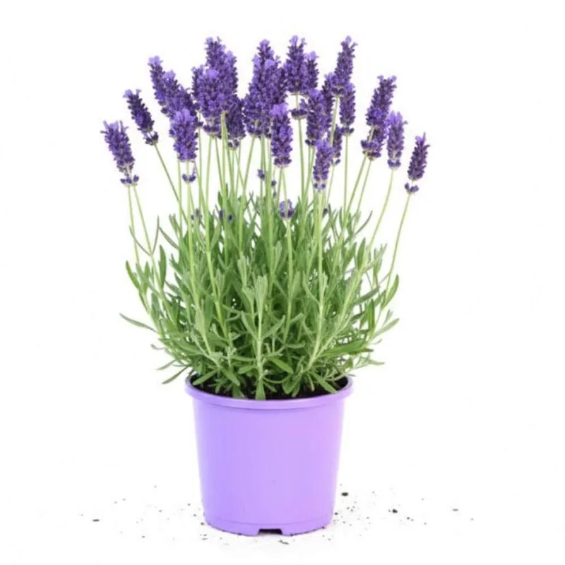 French Lavender Live Plant – Fragrant Purple Blooms – 4 Inch Pot – Outdoor - Image 1