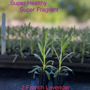 French Lavender Live Plant - Lavandula x Intermedia Starter - 2 Pack - Image 1