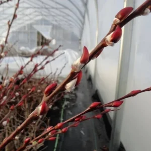 French Pussy Willow Live Plant – 1 Gallon Pot – Deciduous Shrub Outdoor - Image 5