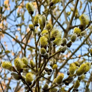 French Pussy Willow Live Plant – 1 Gallon Pot – Deciduous Shrub Outdoor - Image 6