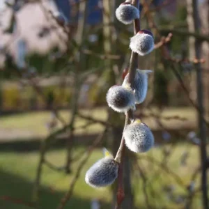 French Pussy Willow Live Plant – 2.5 inch Pot – Early Spring Catkins – Outdoor Shrub - Image 2