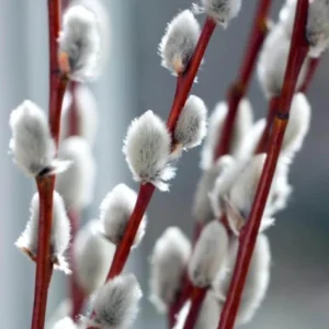 French Pussy Willow Live Plant – 2.5 inch Pot – Early Spring Catkins – Outdoor Shrub - Image 5