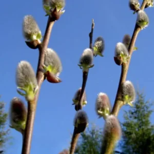 French Pussy Willow Live Plant – 2.5 inch Pot – Early Spring Catkins – Outdoor Shrub - Image 8