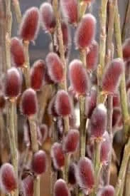 French Pussy Willow Live Plant – Salix caprea – 2.5 inch Pot – Outdoor Shrub - Image 2