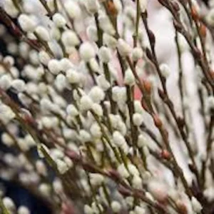 French Pussy Willow Live Plant – Salix caprea Deciduous Shrub – 12-24in Tall - Image 4