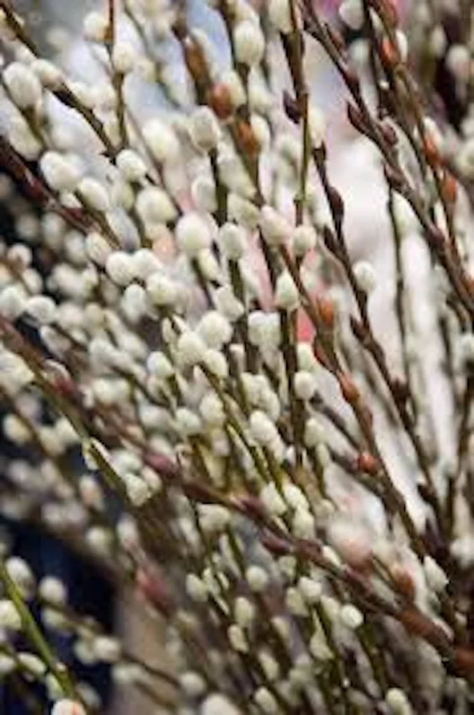 French Pussy Willow Plant - Live Salix caprea Shrub 12-24in Tall