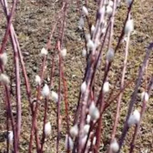 French Pussy Willow Live Plant – Salix caprea Shrub – 12-24in Tall Outdoor - Image 5