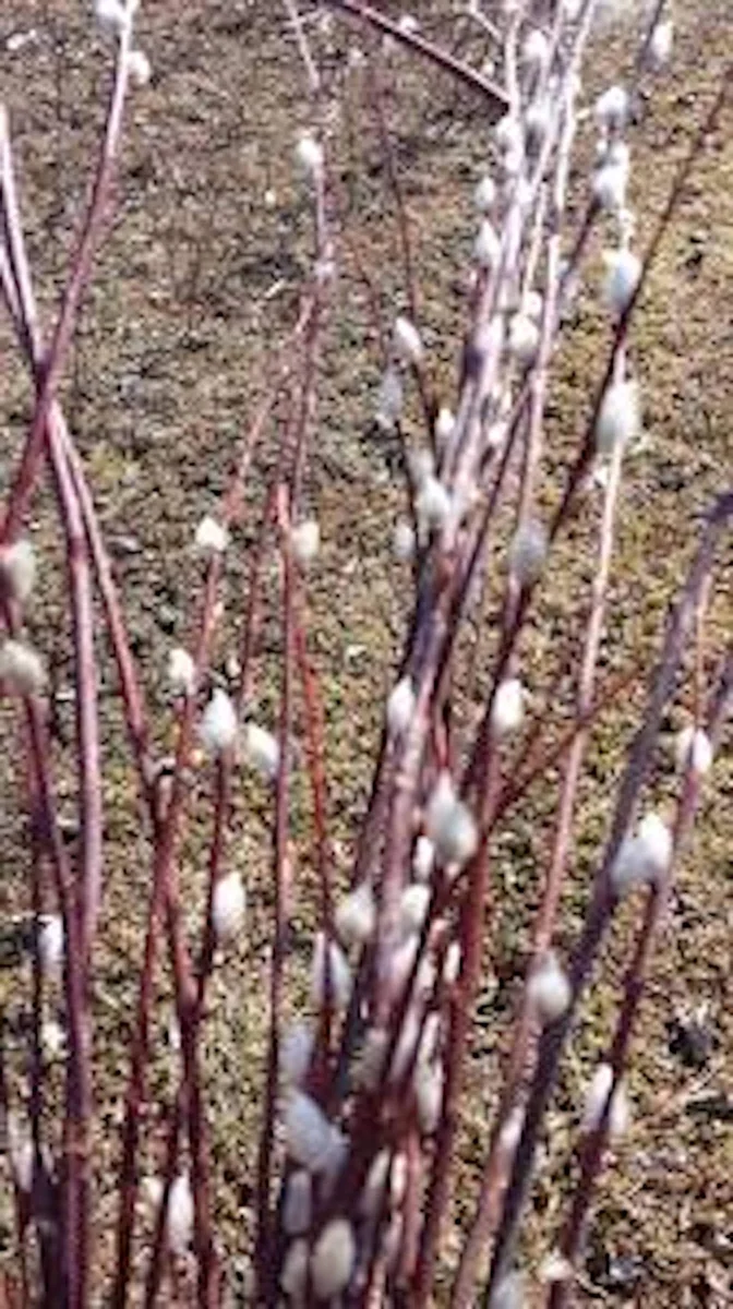 French Pussy Willow Live Plant – Salix caprea Shrub – 12-24in Tall Outdoor - Image 5